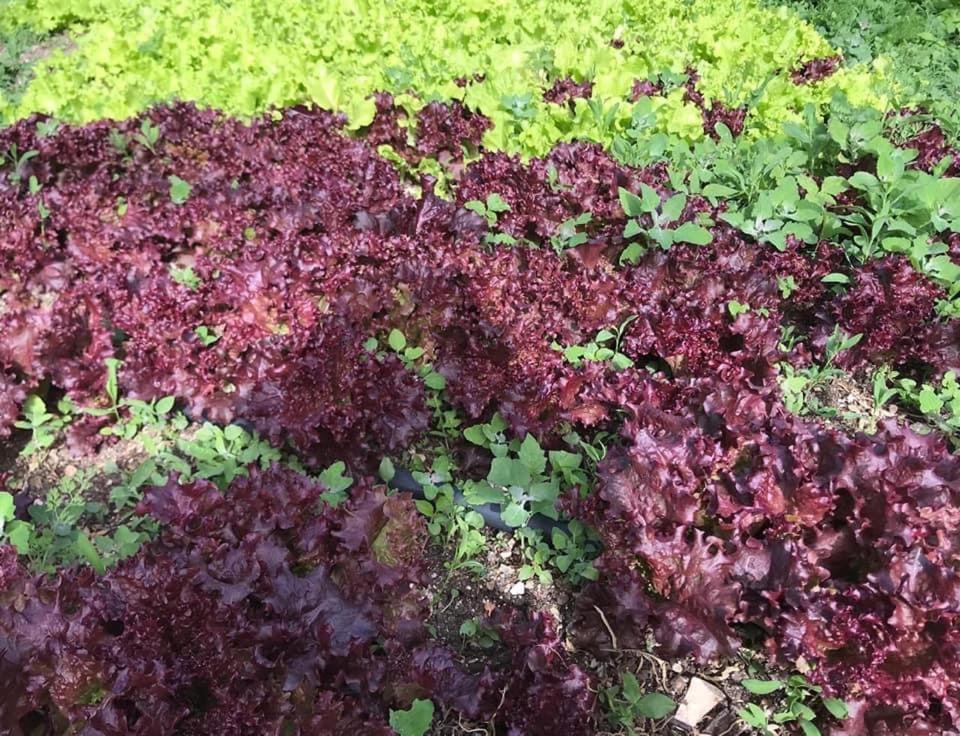A Pousada Bujtina Hader Xhebro Tepelene Exterior foto